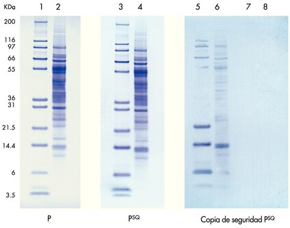 Se transfierieron patrones de peso molecular (líneas 1, 3, 5, 7) y lisado de hígado de ternera (líneas 2, 4, 6, 8) a membranas Immobilon-P o Immobilon-P<sup>SQ</sup>. Se colocó una hoja de Immobilon-P<sup>SQ</sup> detrás de las membranas primarias para capturar proteínas que pasan a través (líneas 5 y 6 detrás de Immobilon-P; líneas 7 y 8 detrás de Immobilon-P<sup>SQ</sup>).